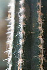A closeup  of the delicate spines on a beautiful green Pilosocereus pachycladus cactus with a light blueish background.