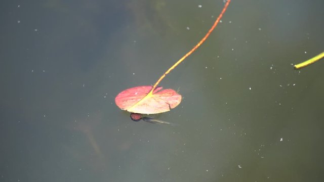 minnow hides under red lilypad