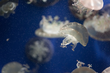 beautiful jellyfish in the aquarium