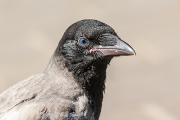 Fototapeta premium Portrait of a young crow on a blurry background. Close-up. Warm summer day in the park. Wild nature. City birds.