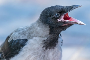 A young crow very wide opens its beak while waiting for food. Close-up. Warm summer day in the park. Wild nature. City birds.