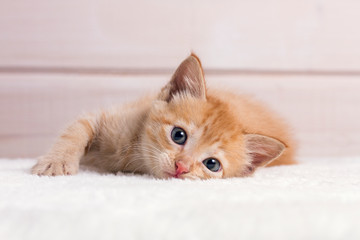 Fototapeta na wymiar little red kitten lying on a white wooden background