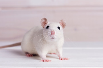 white rat on a white background, place for your text, the symbol of the Chinese New Year