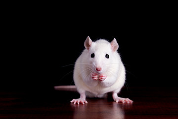 white rat on a dark wooden table on a black background, place for your text, the symbol of the Chinese New Year