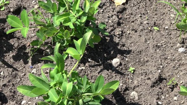 Peanut plants growing in ground. Also called Arachis hypogaea