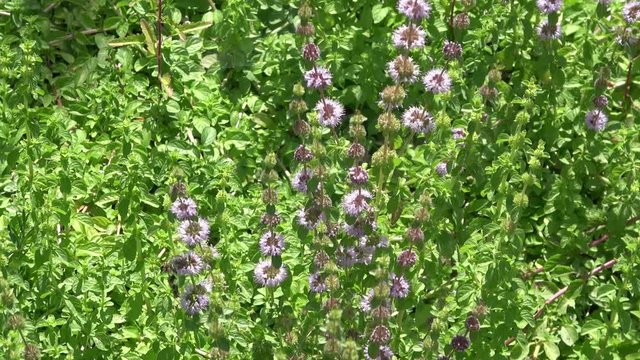 Pennyroyal, Mentha pulegium is a garden plant in the mint family 
