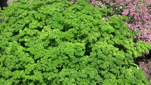 Parsley plant also known as Petroselinum Crispum , growing in ground