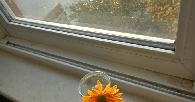 Pedestal down to a single orange flower in a cup of water on a windowsill