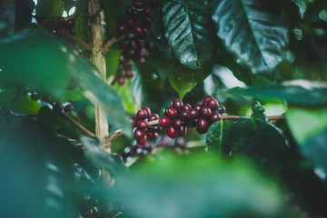 Plantas de café orgnánico