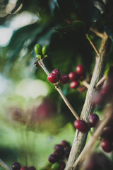 Plantas de café orgnánico