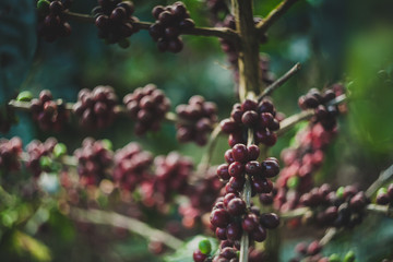 Plantas de café orgnánico