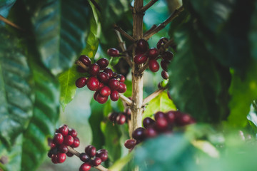 Plantas de café orgnánico