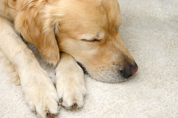 golden retriever lying on carpet in the house and sleep