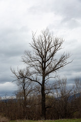 Trees on grass field