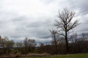 Trees on grass field