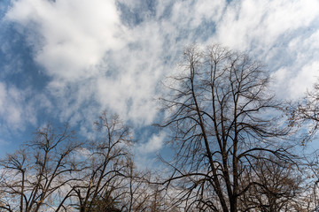 Sky branches and clouds