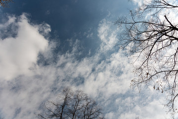 Sky branches and clouds