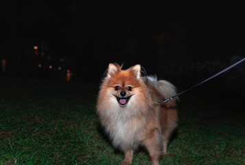 A Pomeranian male dog on leash at night with a black background. Space for type.