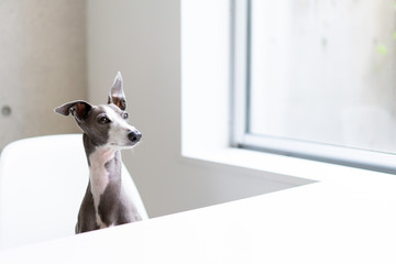 椅子に座るイタリアングレイハウンド