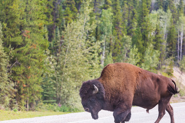 Bizon © Galyna Andrushko