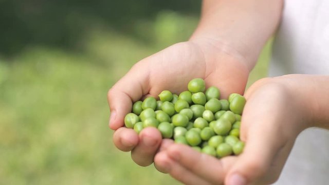Close-up of a lot of ripe peas in children's hands. Green pea. Tasty and healthy food. Vegetables