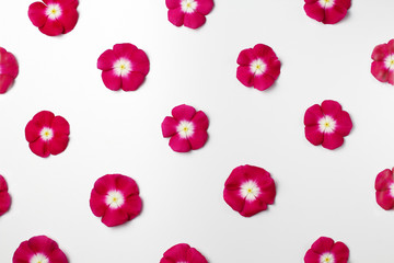 Flowers of red catharanthus on a white background, periodic drawing.
