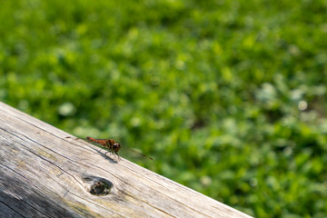 丸太に止まるアカトンボ