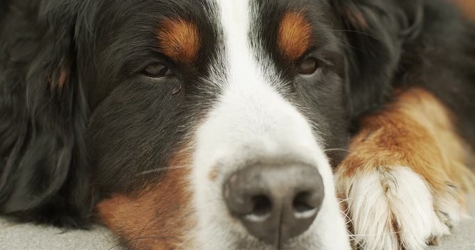 Cute large bernese mountain dog lying on porch relax enjoy after feeding. Dog resting on floor waiting for a walk with owner master