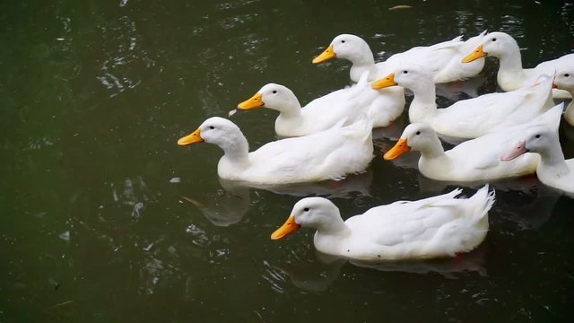 flock of funny white ducks swims in the pond on a sunny summer day. village ducks swimming in the water. close-up
