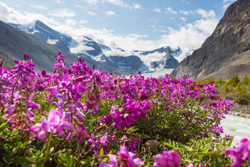 Fototapeta premium Mountains meadow