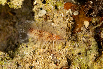 Dangerous marine animal, Fireworm (Chloeia parva), causes strong itchiness when touched, Philippines, south-east Asia