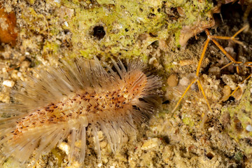 Naklejka na ściany i meble Dangerous marine animal, Fireworm (Chloeia parva), causes strong itchiness when touched, Philippines, south-east Asia
