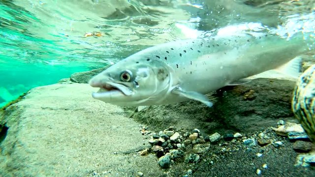 Catch and release of atlantic salmon