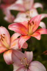 Fototapeta na wymiar Macro photo nature blooming flower Lilium. Background texture blooming pink flowers lily. 