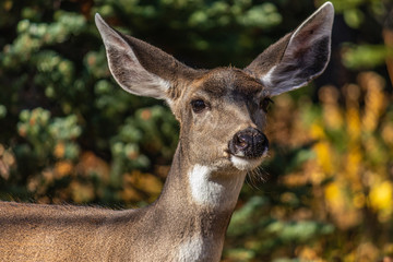 portrait of a deer