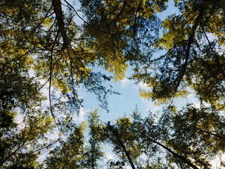 Look up to the sky around Pine forest when sunset time   