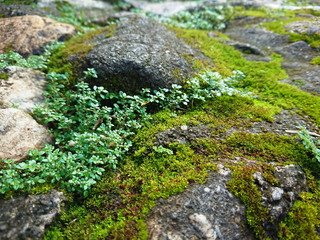 small garden tropical moss weed macro view   