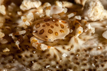 Sea Cucumber Swimmer Crab it lives usually in associatin with sea cucumber