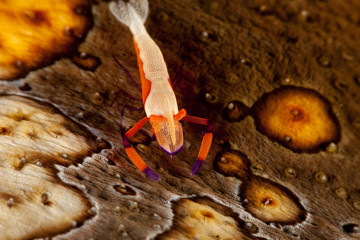 Emperor Shrimp or Imperial Partner Shrimp (Periclemenes Imperator)