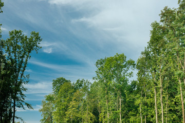 Tree crowns on a background of delicate clouds