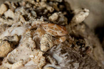 Sea Cucumber Swimmer Crab it lives usually in associatin with sea cucumber