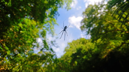 Spider it up to the air around the jungle