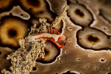 Emperor Shrimp or Imperial Partner Shrimp (Periclemenes Imperator)