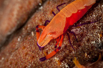 Emperor Shrimp or Imperial Partner Shrimp (Periclemenes Imperator)