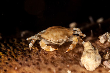 Sea Cucumber Swimmer Crab it lives usually in associatin with sea cucumber
