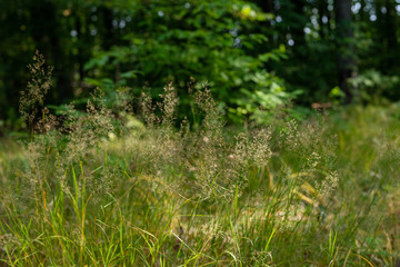 Blooming grass in a forest glade