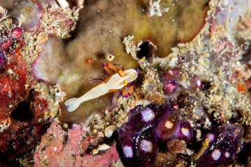 Emperor Shrimp or Imperial Partner Shrimp (Periclemenes Imperator)