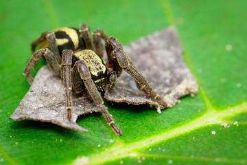 Image of gray wall jumper spider male (Menemerus bivittatus) on the green leaf. Insect. Animal. Salticidae.