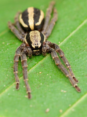 Image of gray wall jumper spider male (Menemerus bivittatus) on the green leaf. Insect. Animal. Salticidae.