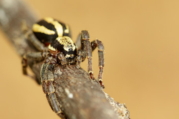 Image of gray wall jumper spider male (Menemerus bivittatus) on a brown tree branch. Insect. Animal. Salticidae.